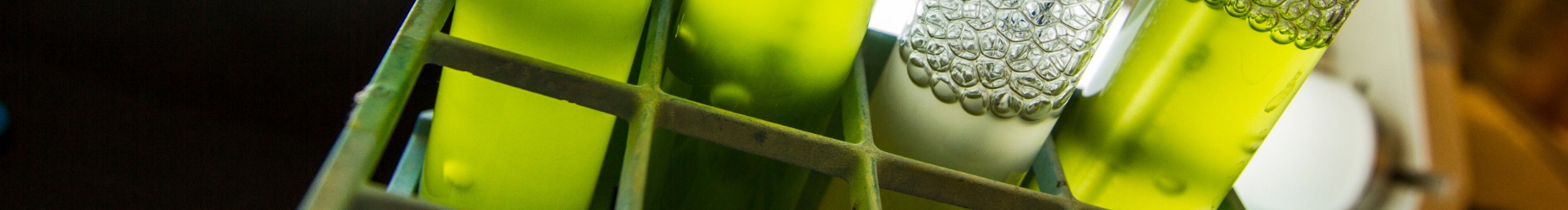 Four test tubes filled with green, bubbly liquid